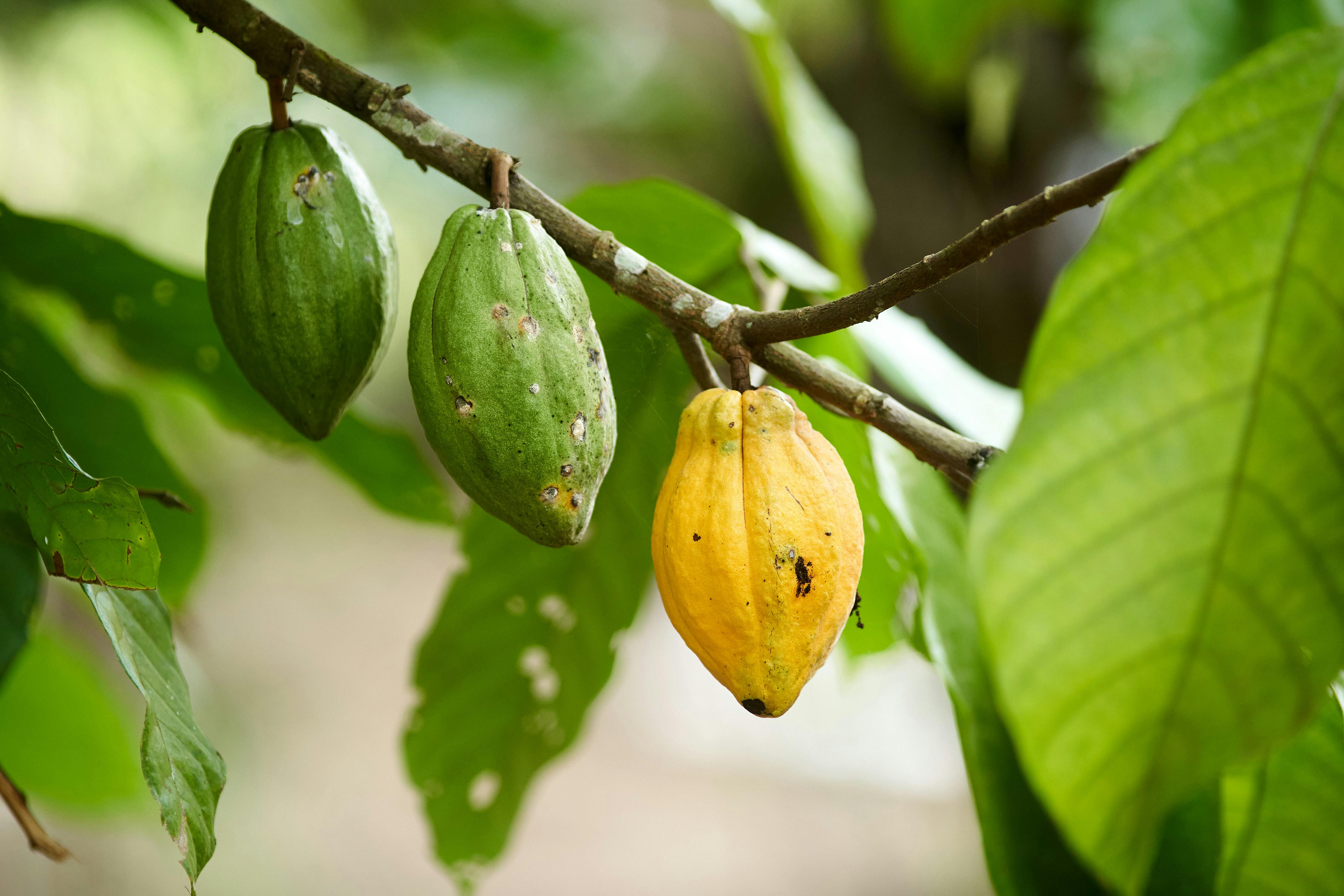 Fanteakwa Cocoa Co-operative Union