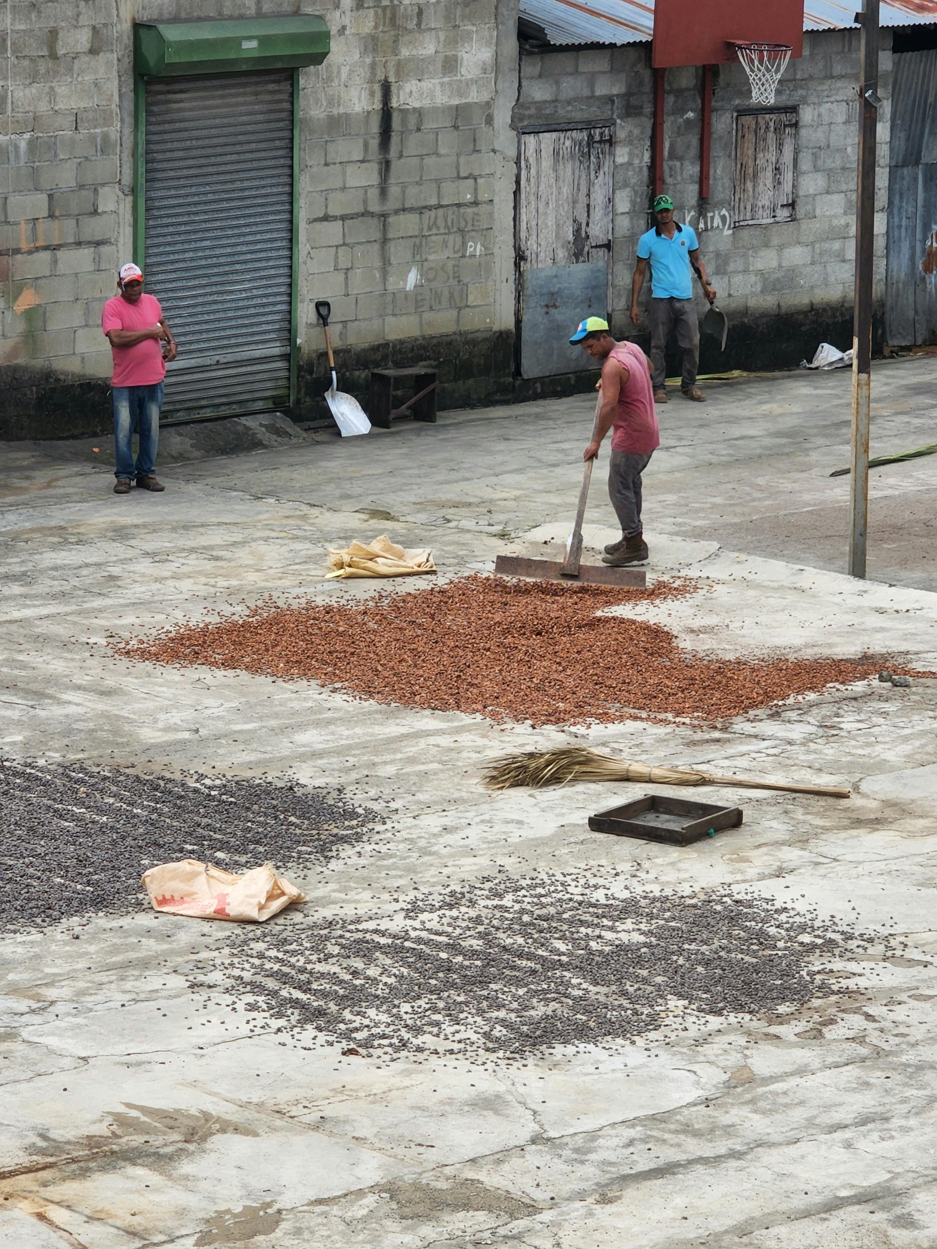 Cocoa aggregation and sales